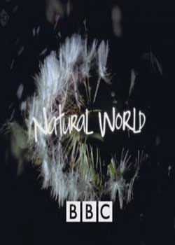 BBC.Ȼ.ԭԴʦ