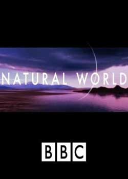 BBC ȻѰ