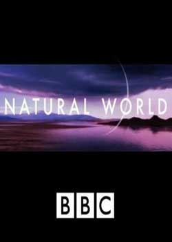 BBCȻ ŵ֮